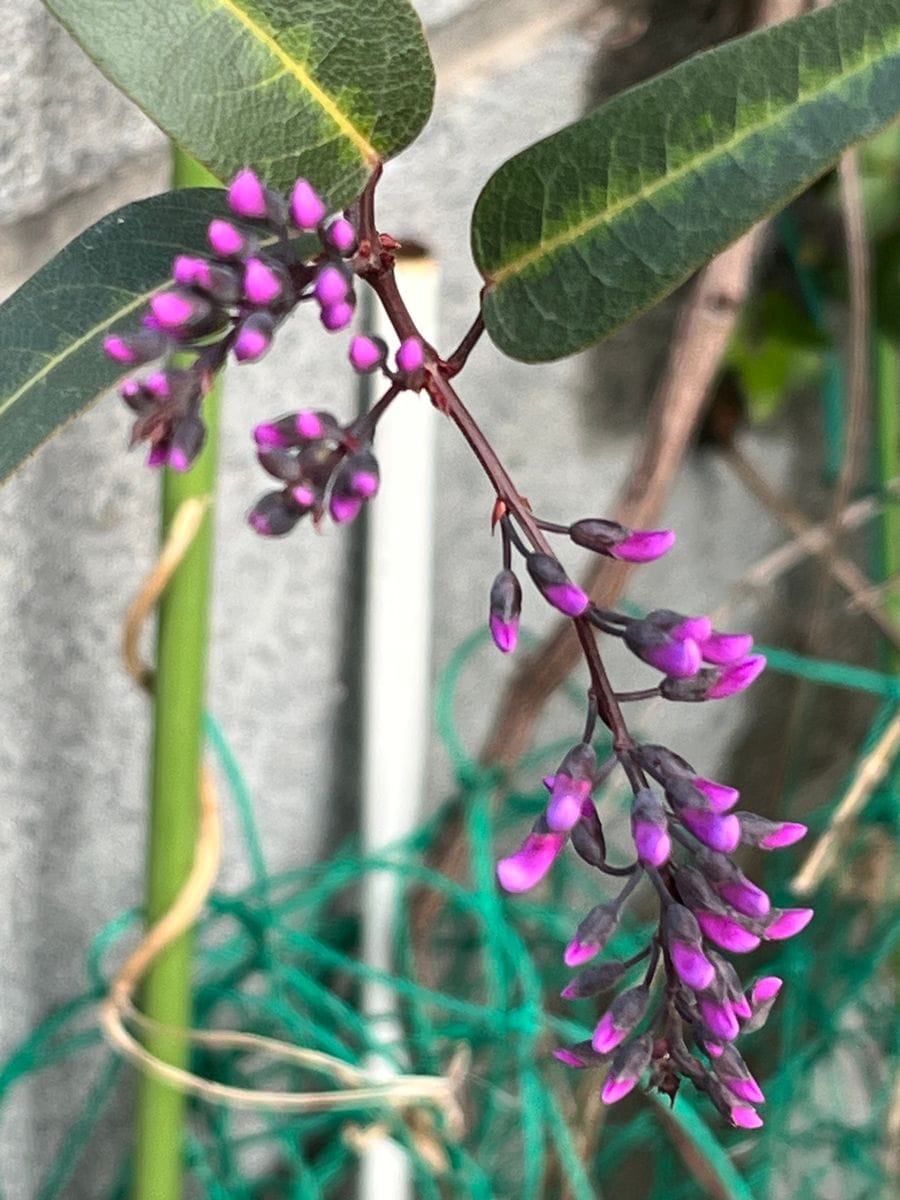 盆栽の桜の開花