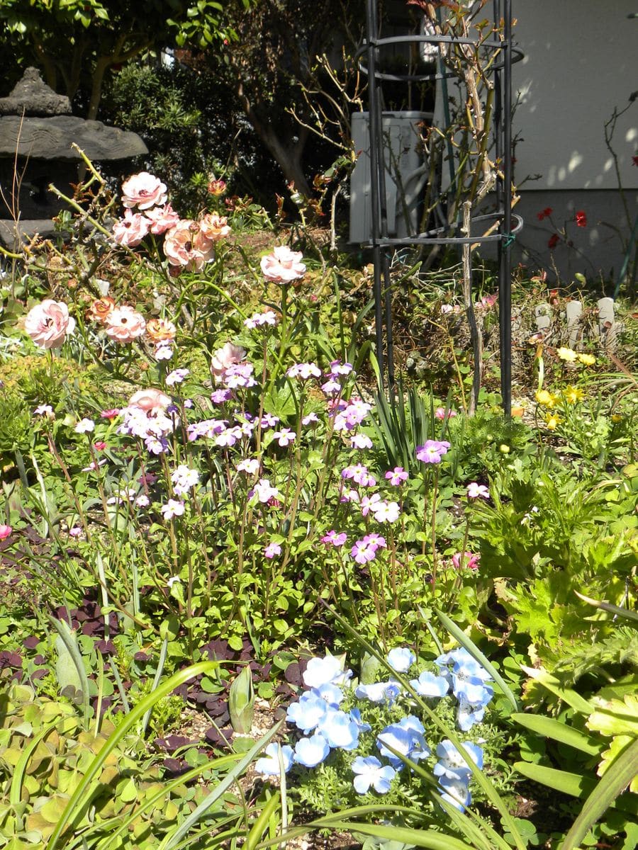 今日の花・・