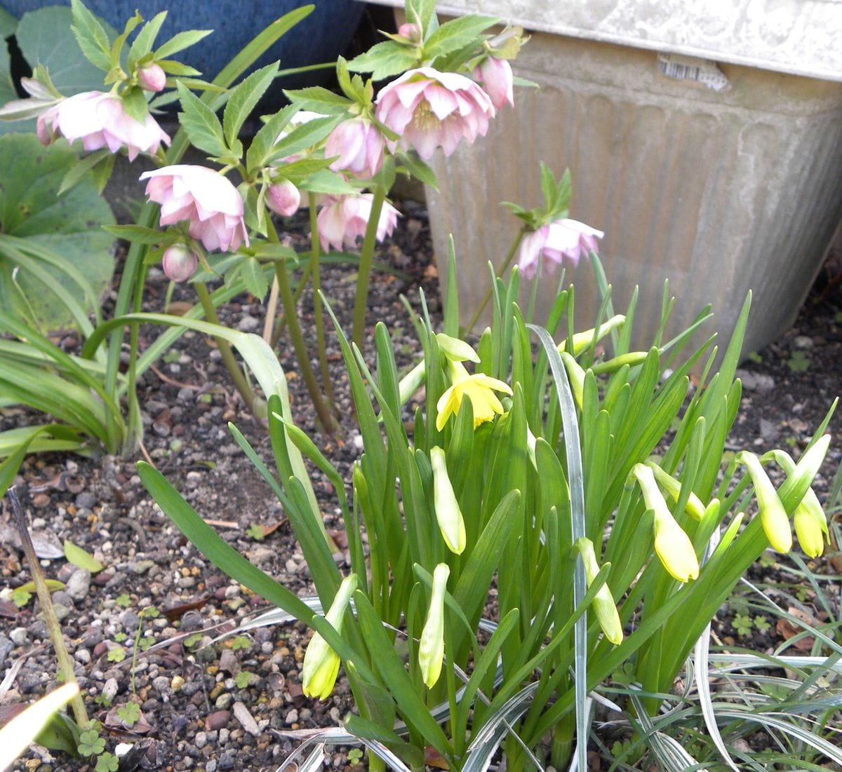 今日の花・・