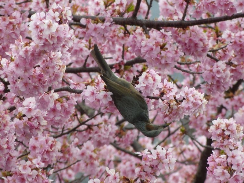 河津桜満開🌸2023.3.5