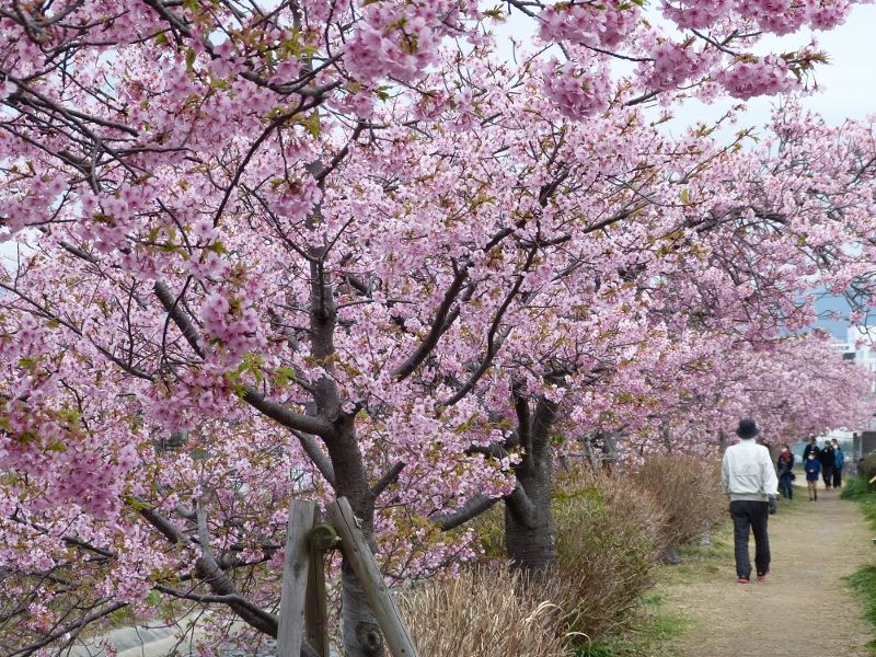 河津桜満開🌸2023.3.5