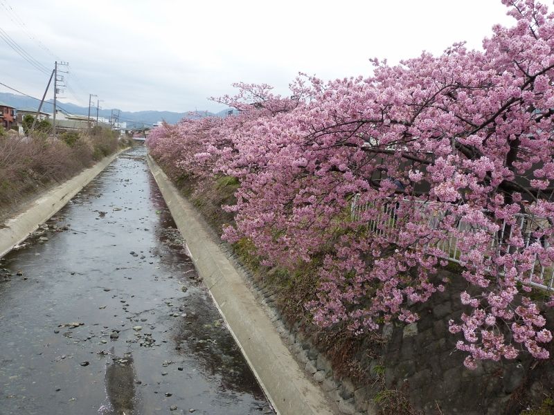 河津桜満開🌸2023.3.5