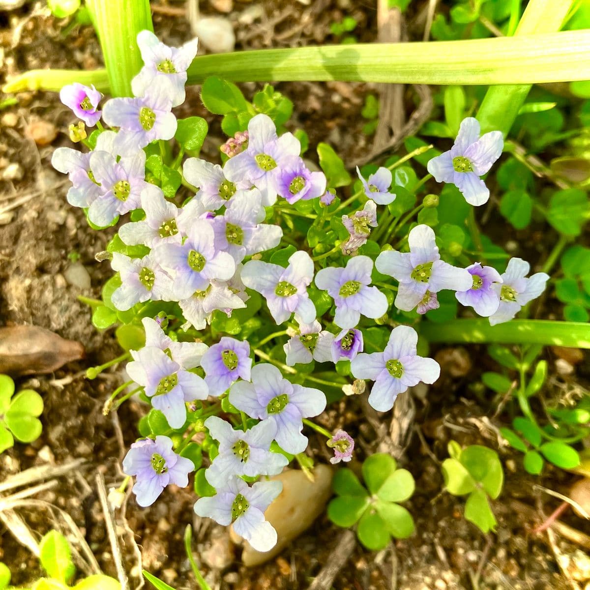 開花速報🤗オープンガーデン