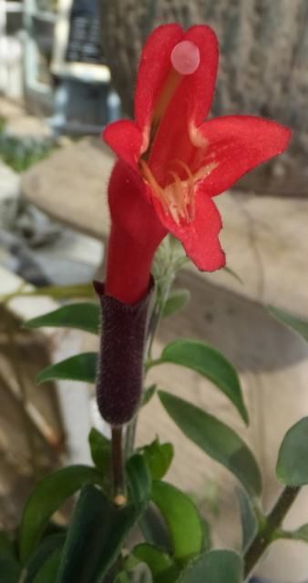 Lipstick plant