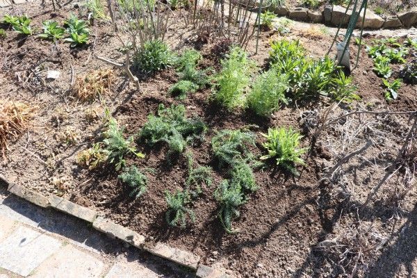 荒れ地に植えます