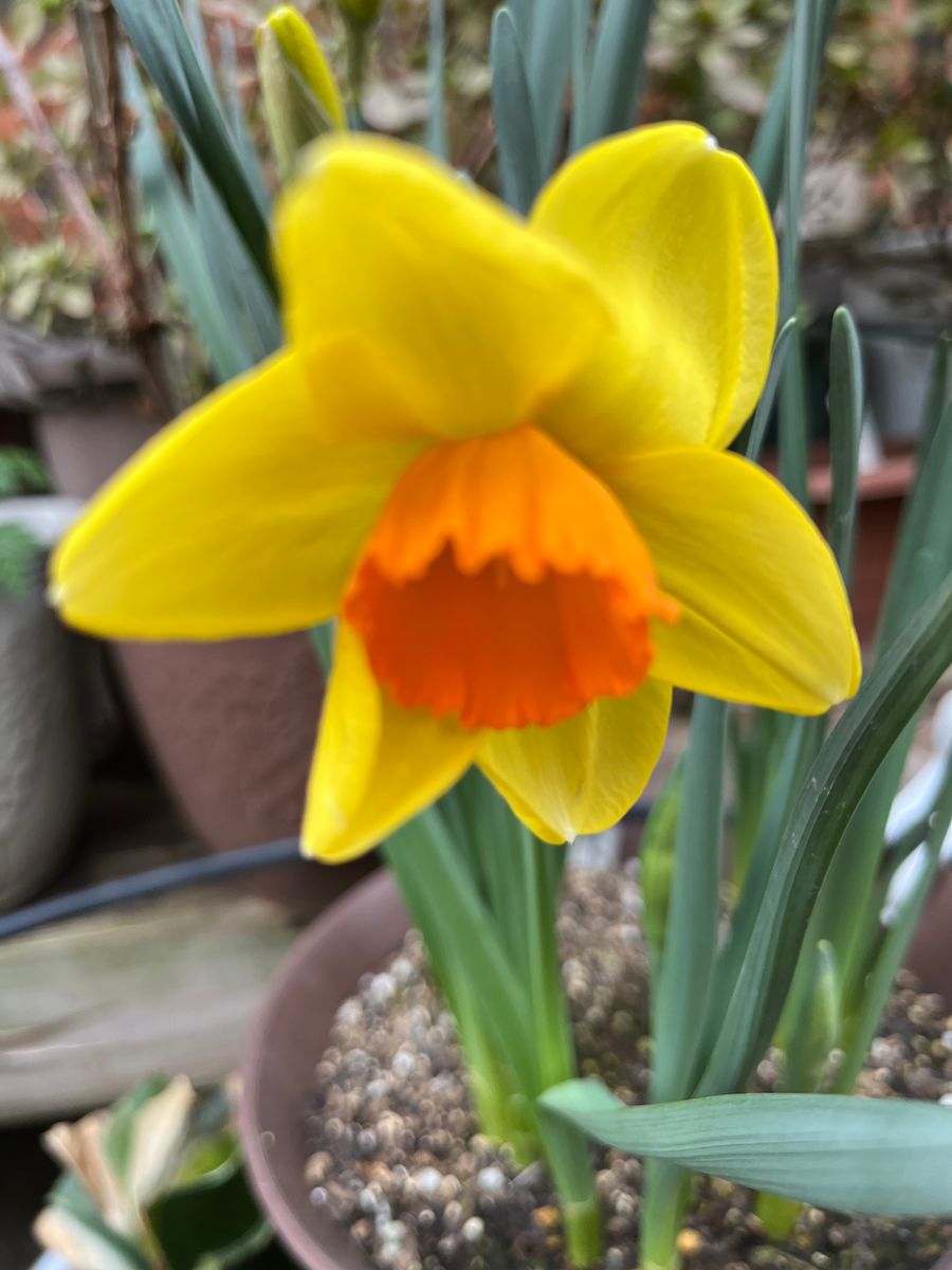 水仙の初花