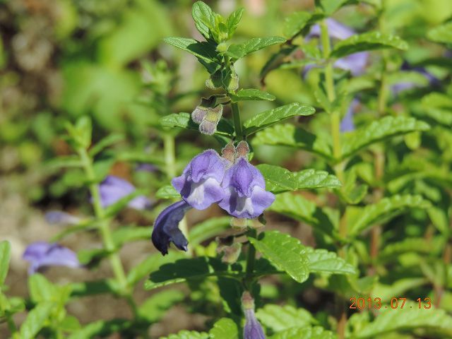 野草の花６９