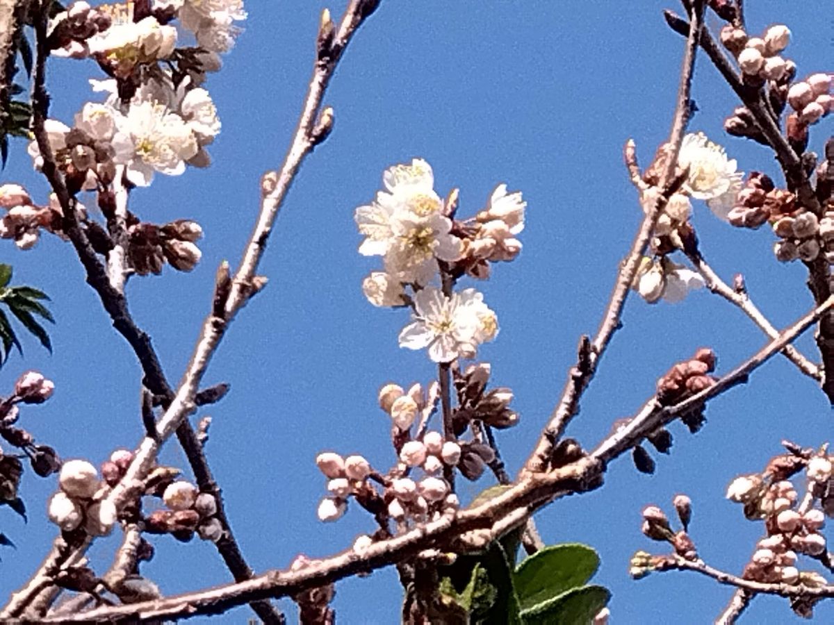 桜桃（おうとう）とセミダブル