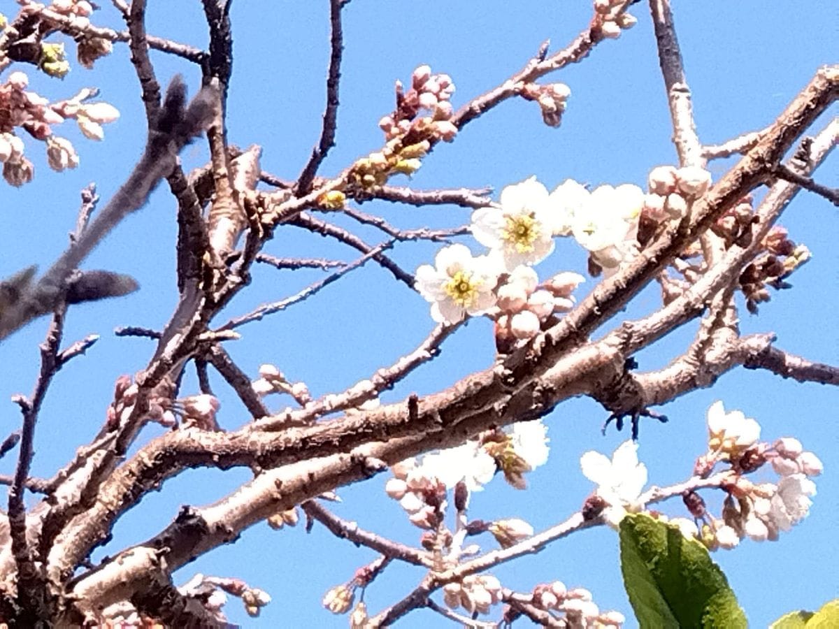 桜桃（おうとう）とセミダブル