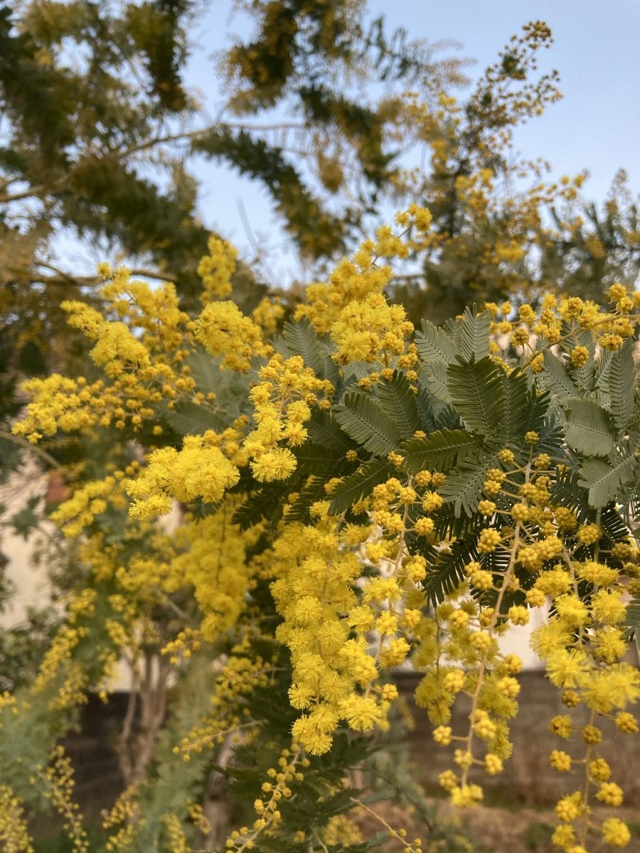 3月８日💐🌿✨🌸✨