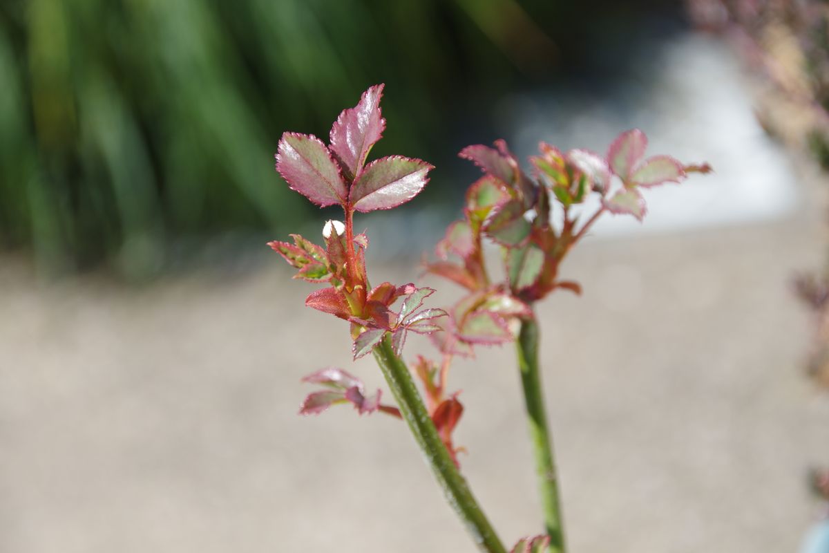 鉢バラの芽吹き