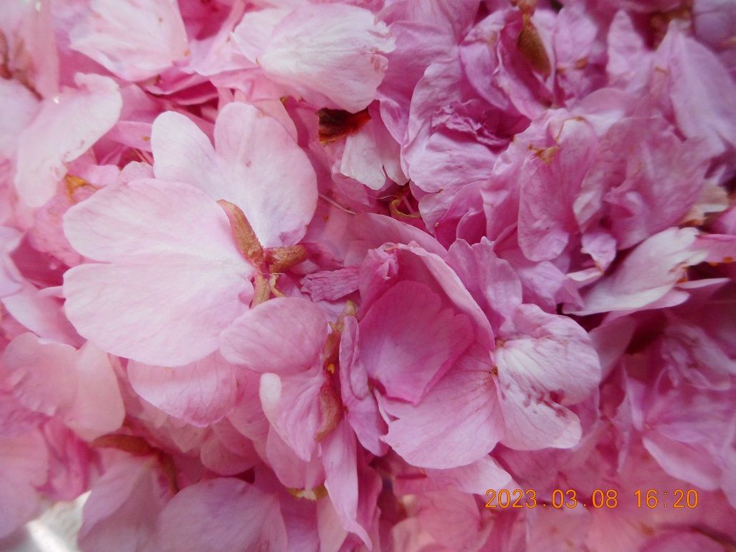 つくし・ヨモギ・河津桜の花びら