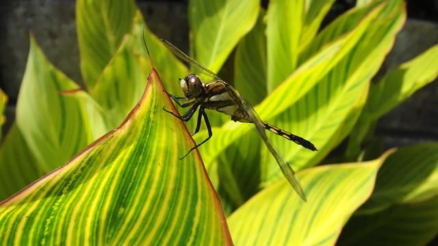 我が家の庭から　昆虫編