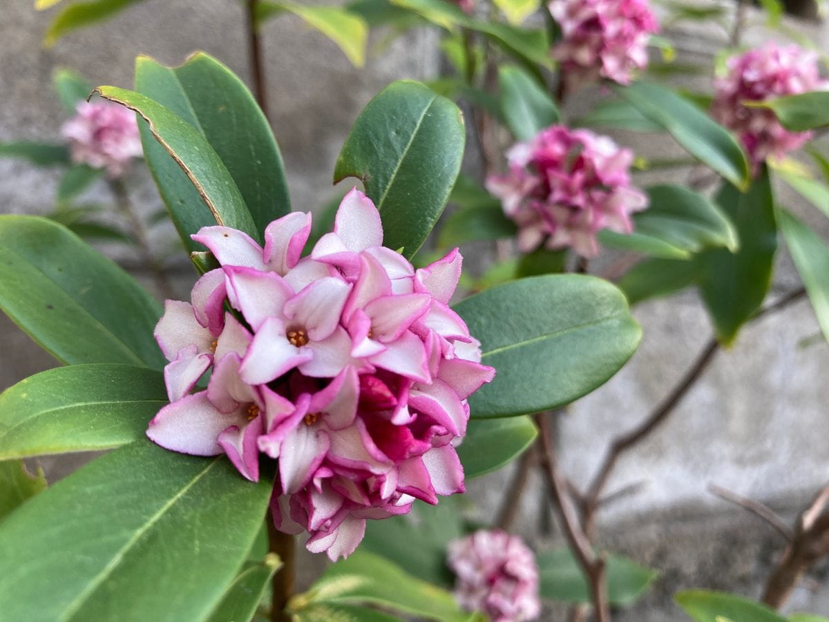 春のかおり🌸✨