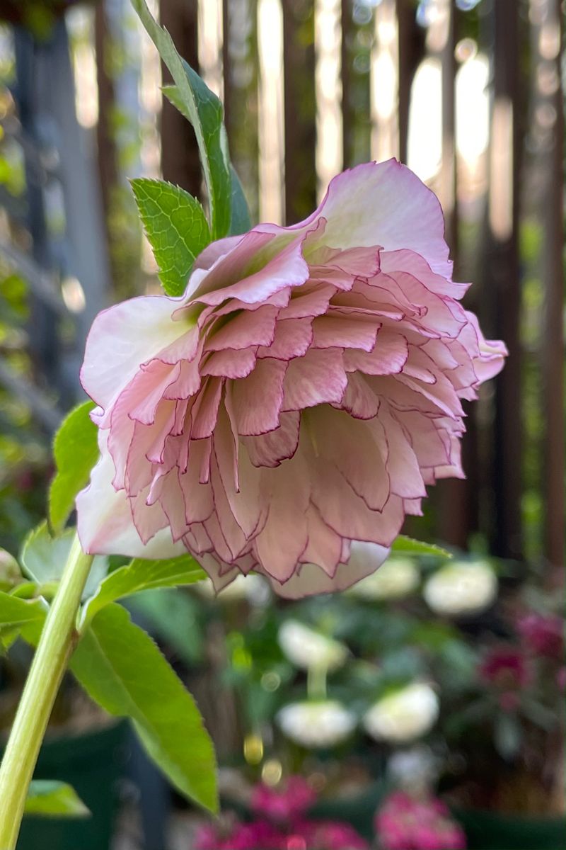 実生からの多弁花