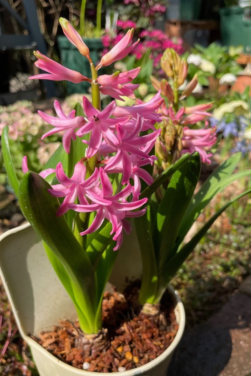 実生からの多弁花