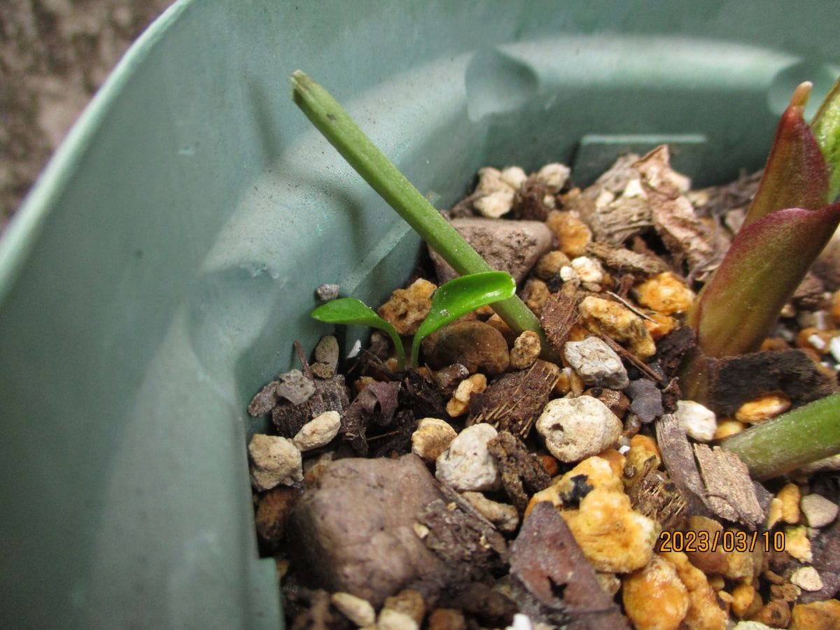 去年発芽しなかった種が…