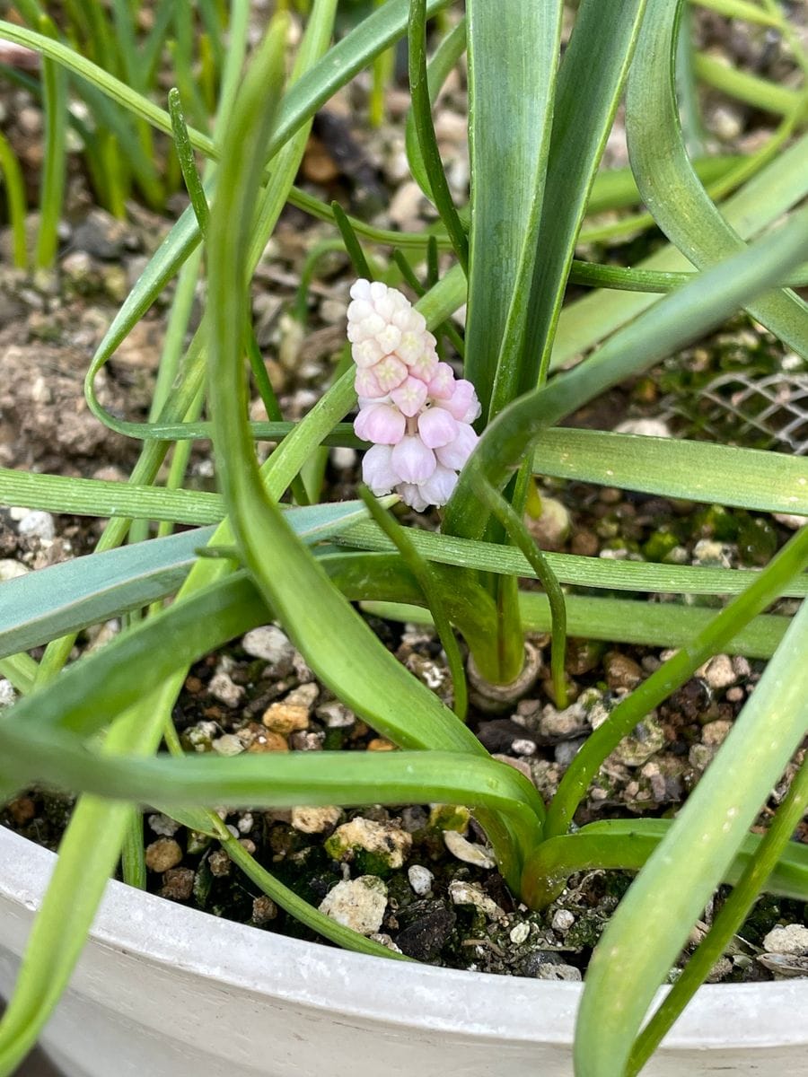 ちょん♡と見え始めました