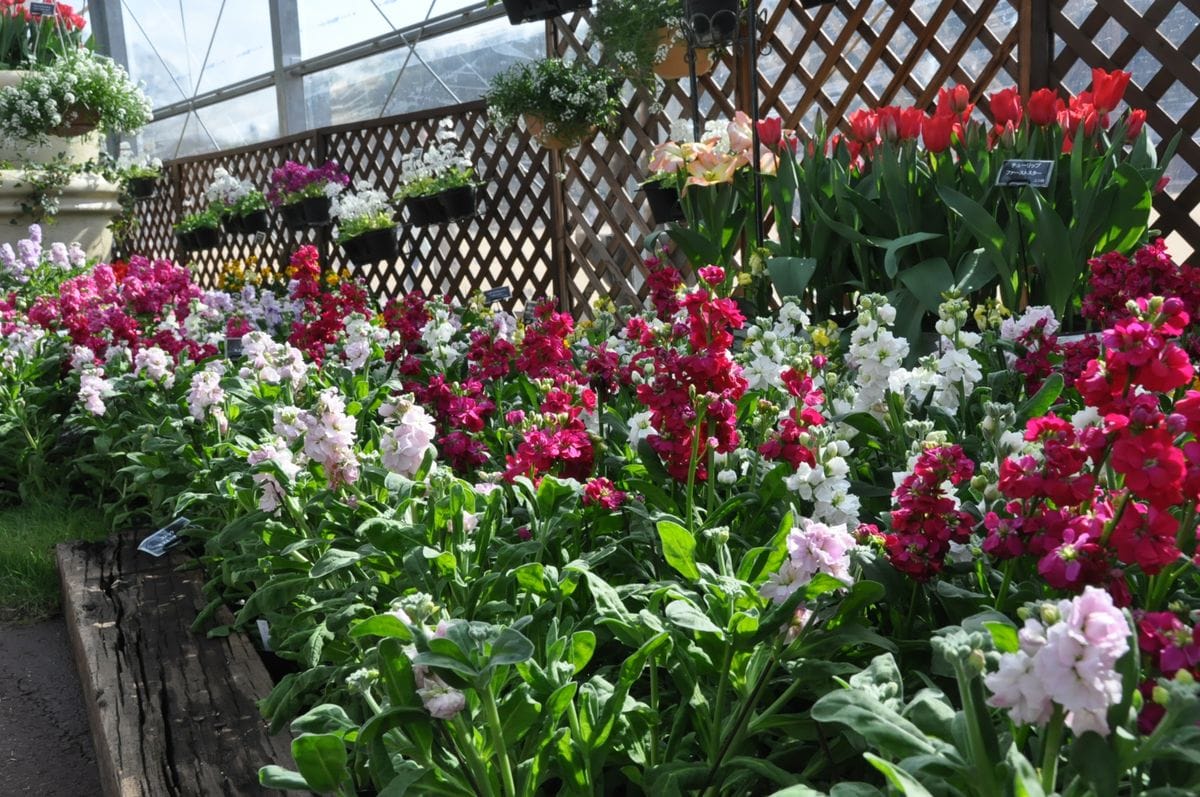 ボツ救済日記・植物園に行って来ました１６１（早春の草花編）