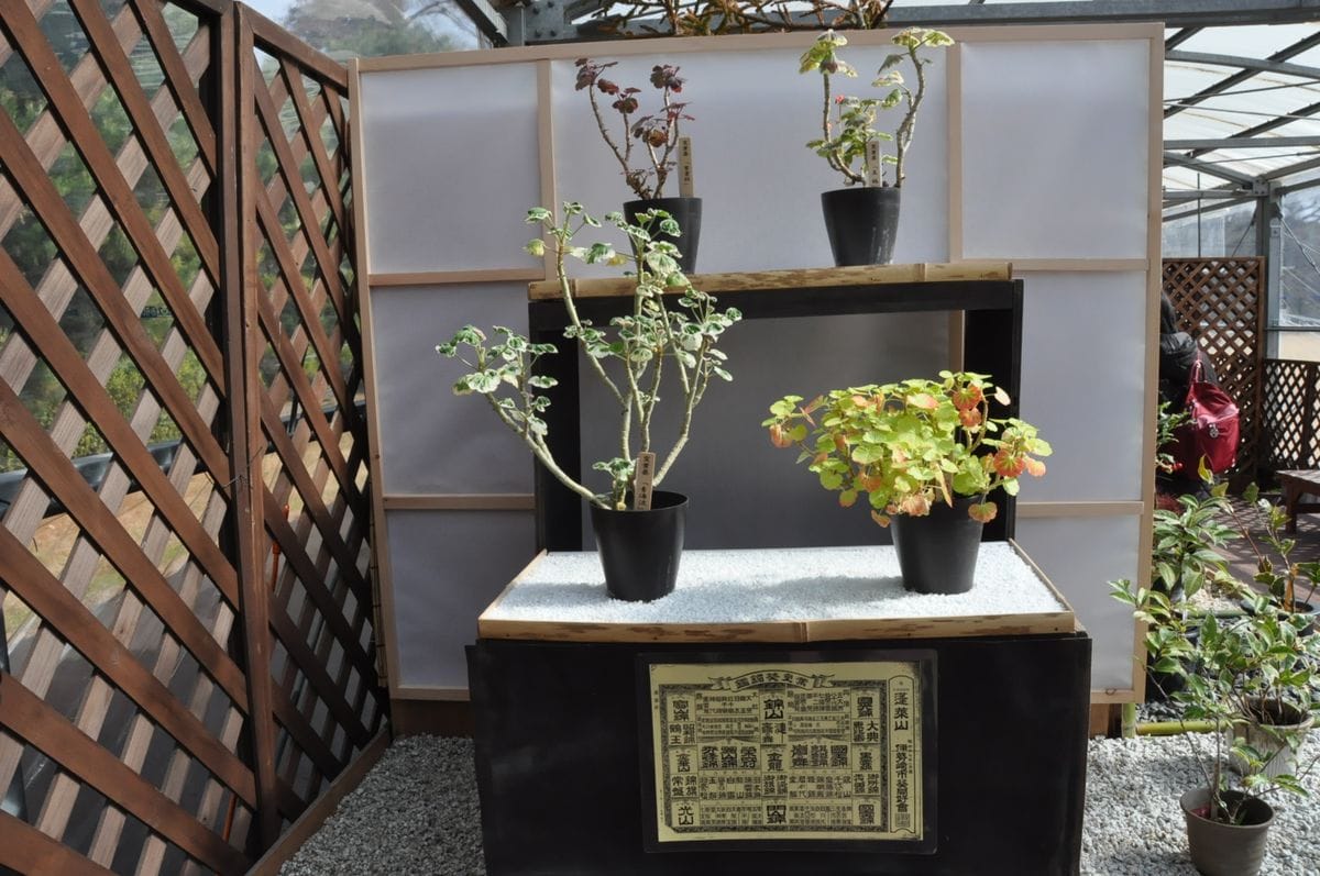 ボツ救済日記・植物園に行って来ました１６１（早春の草花編）