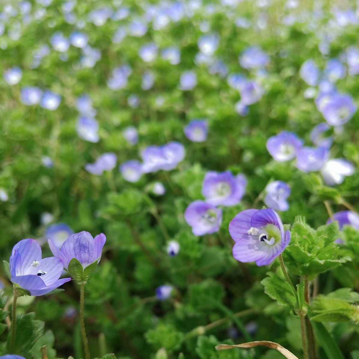 野山に自生する植物