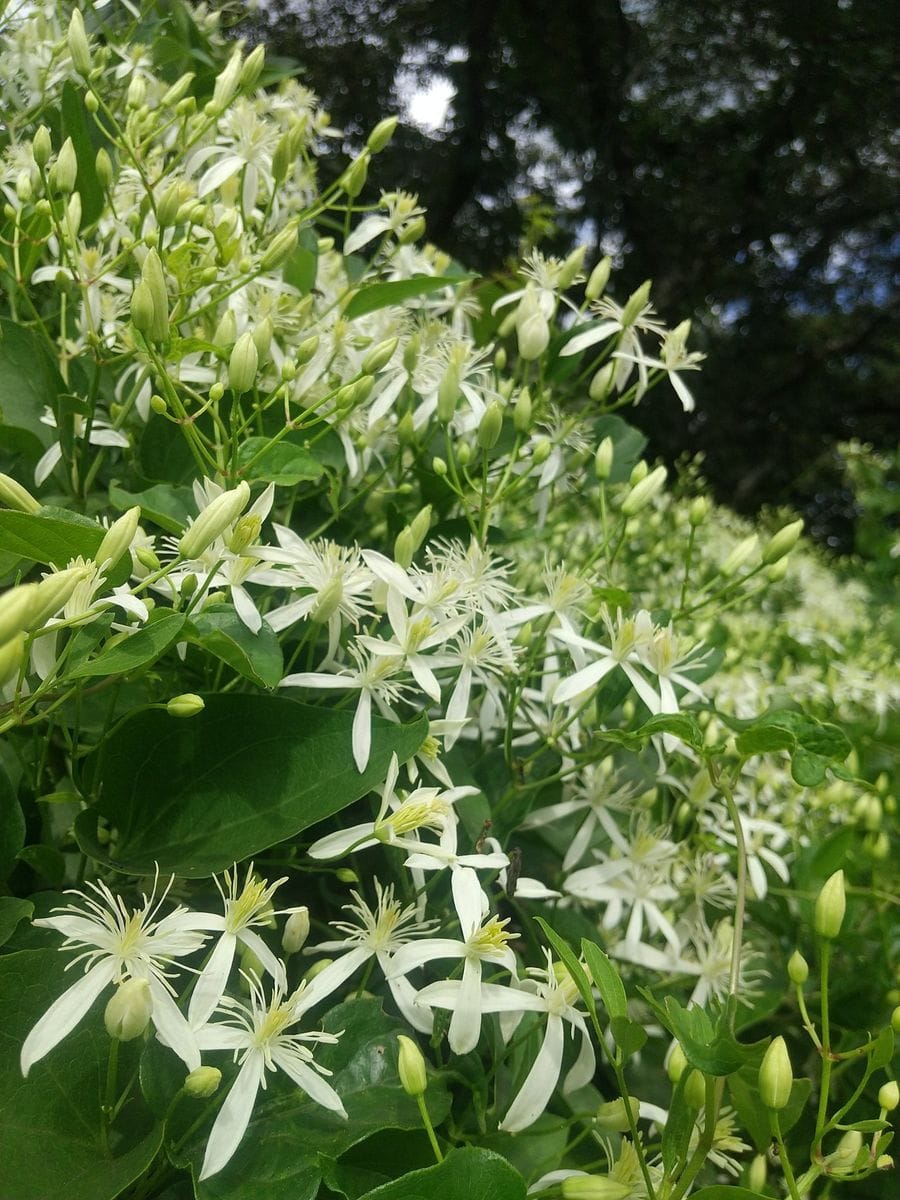 野山に自生する植物