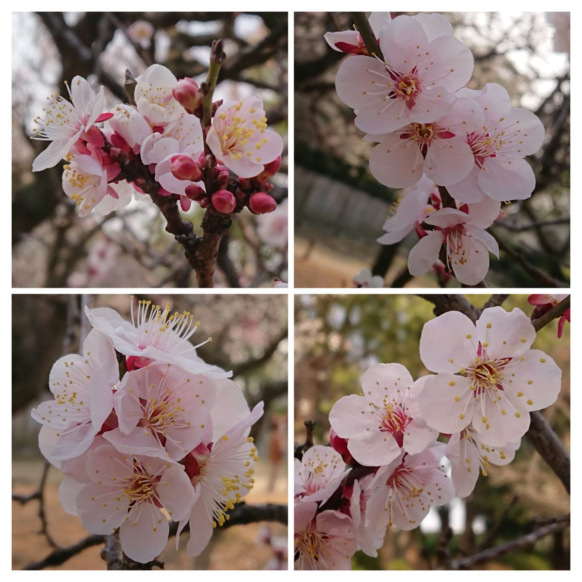 梅の花🌸 咲きみだれる✨