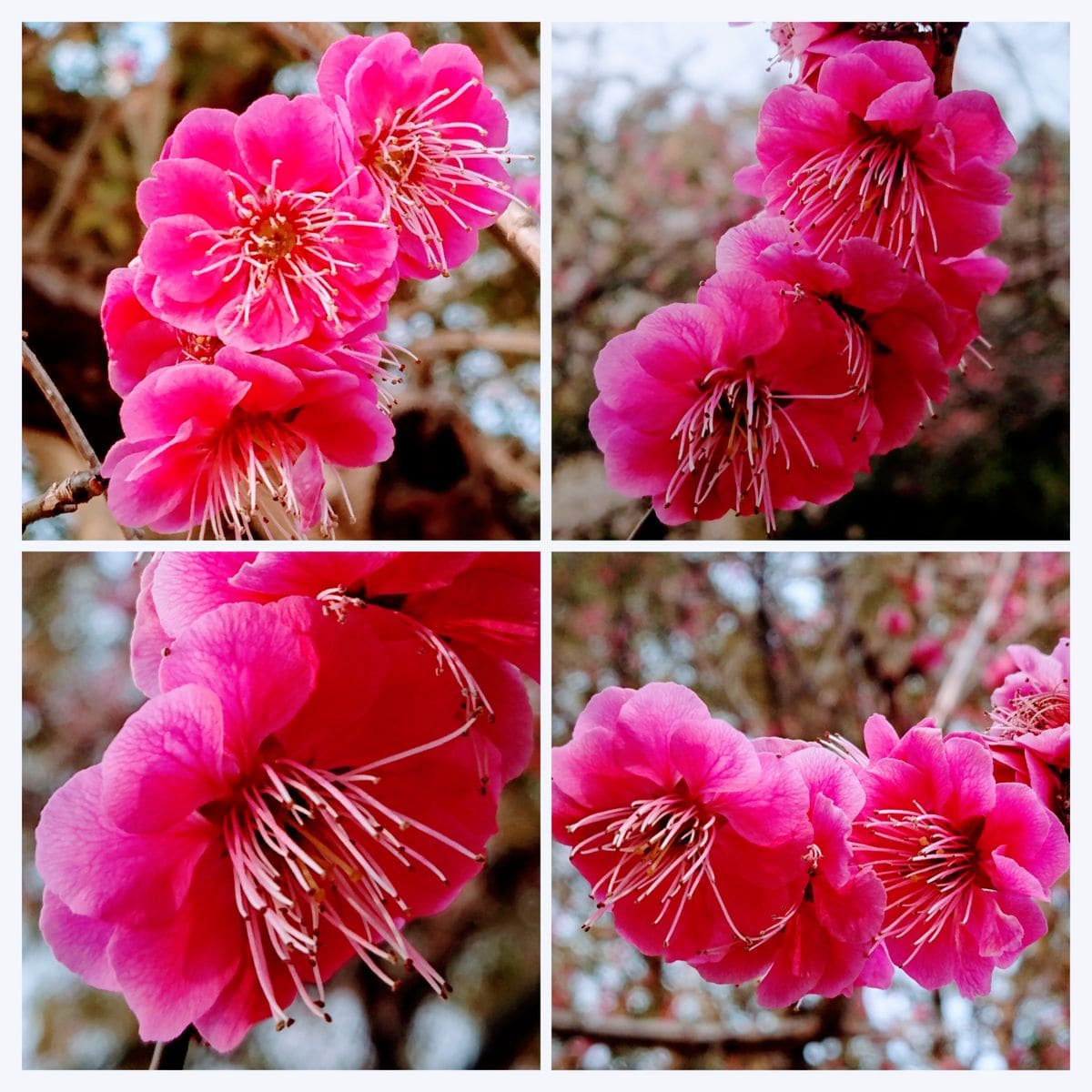 梅の花🌸 咲きみだれる✨