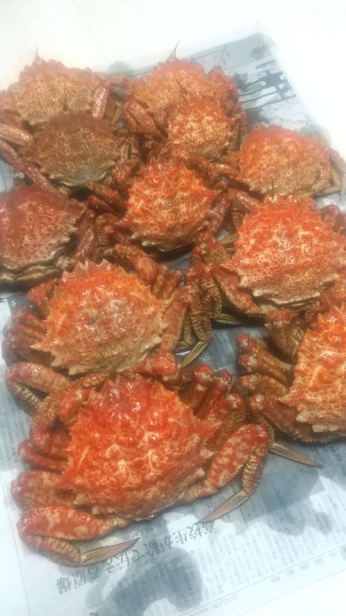 🦀シーズン