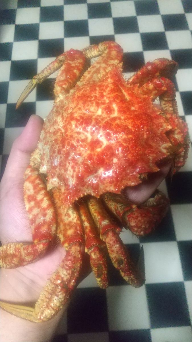 🦀シーズン