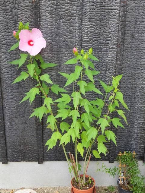 今日の花