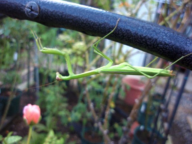 カマキリさんが鉄棒を。