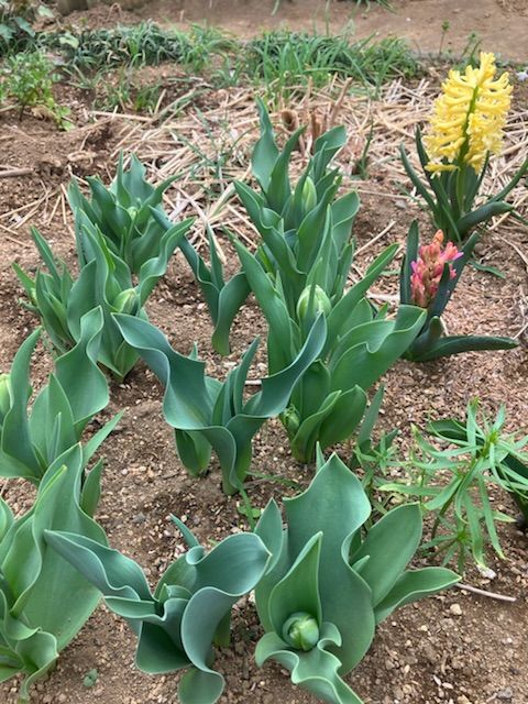 寄せ植え　みんな揃った❣️