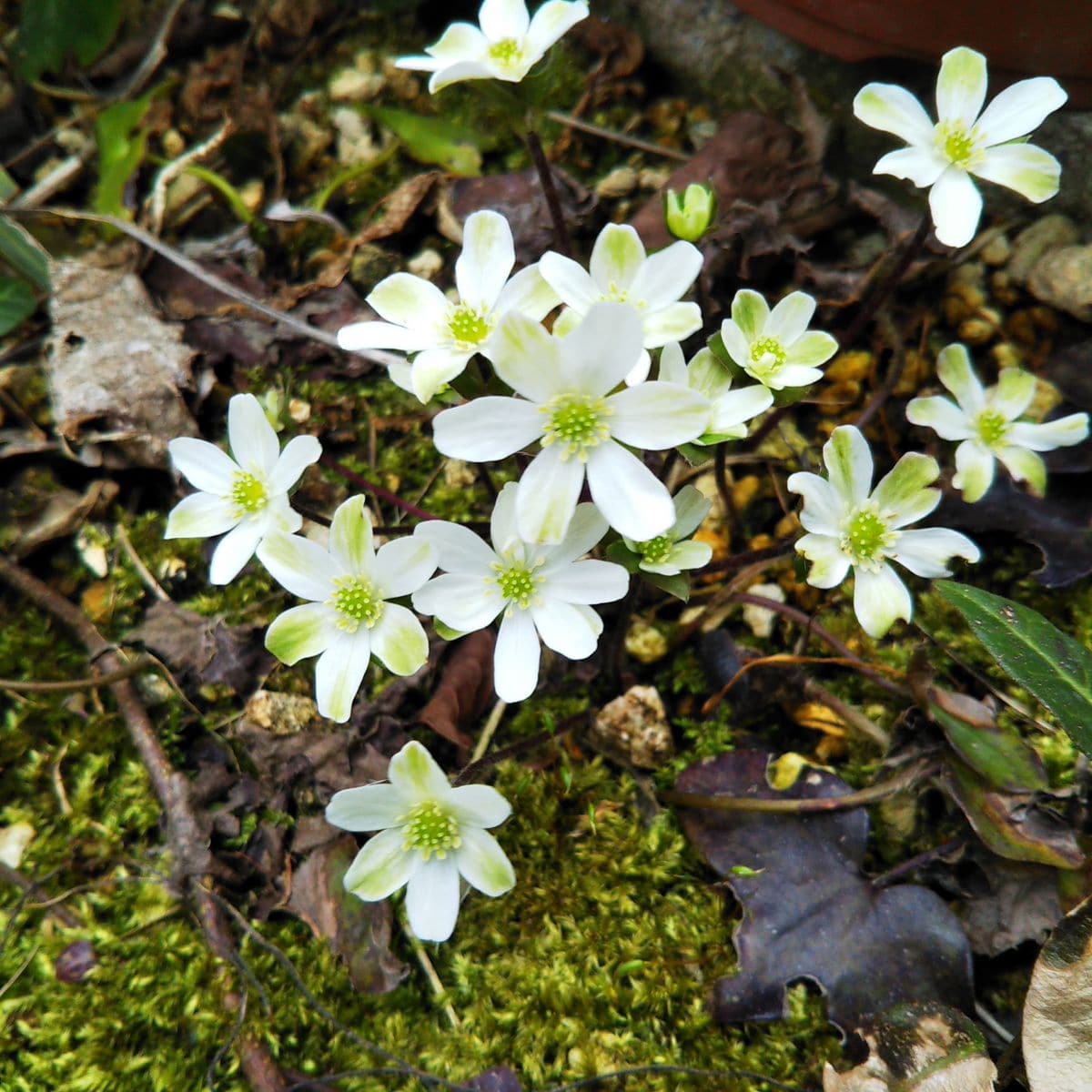 我が家の花壇