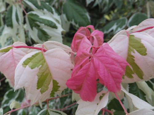 Acer negndo Flamingo