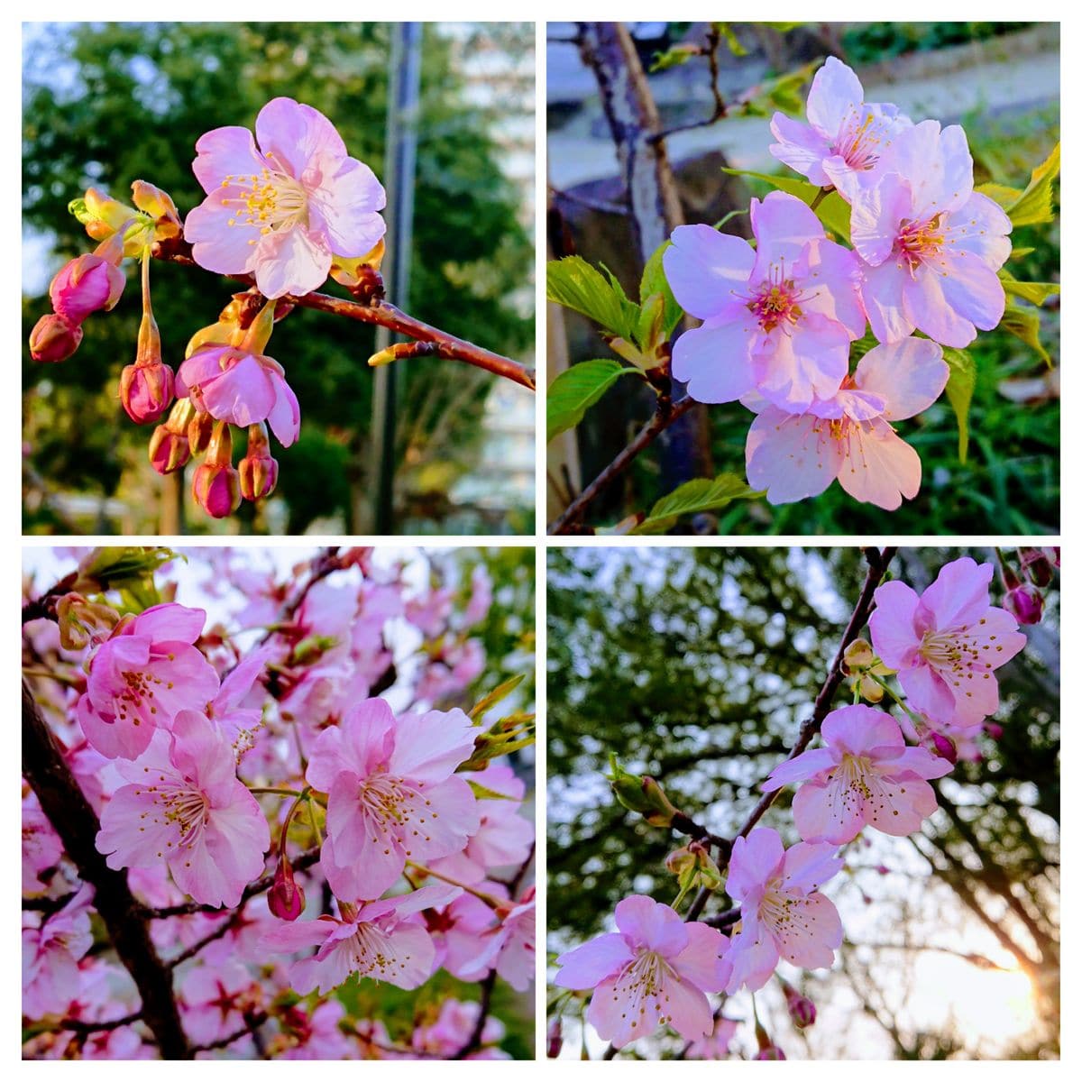 早春は駆け足🏃で🌸🌸🍃