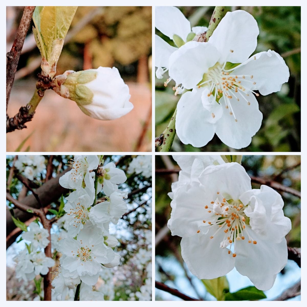 早春は駆け足🏃で🌸🌸🍃