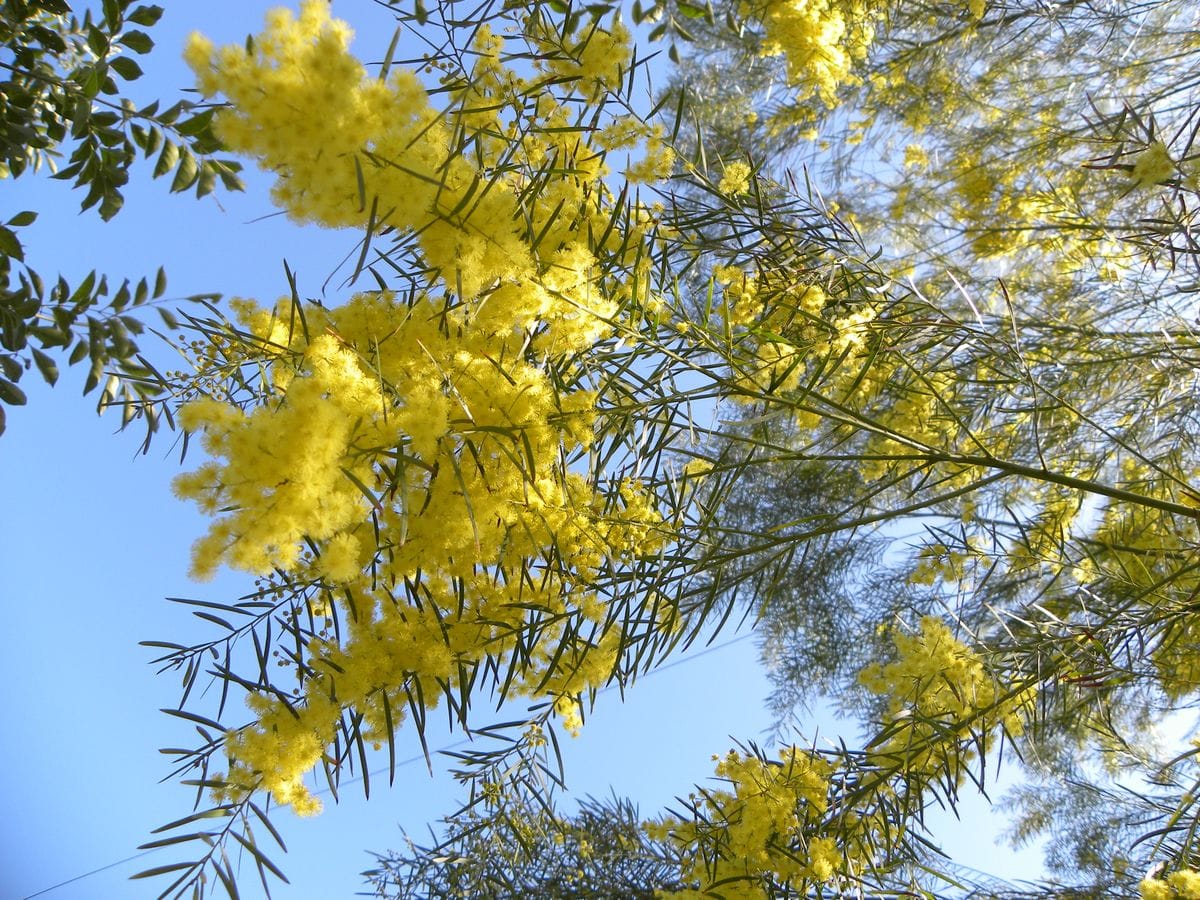 今日の花・・