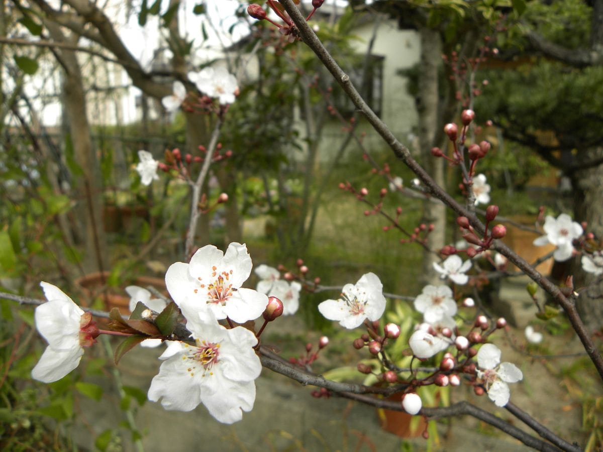 今日の花・・