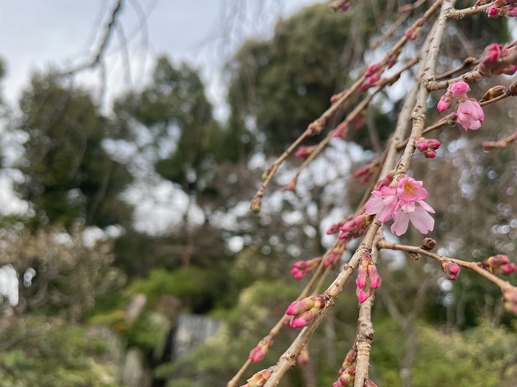 桜咲く