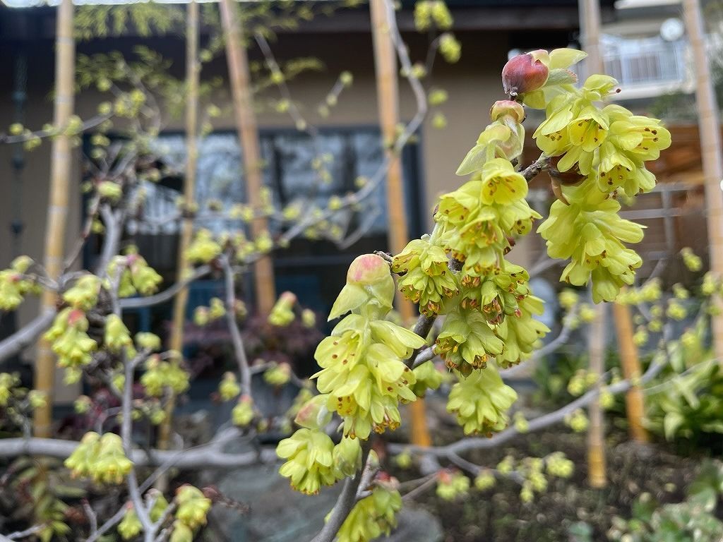 桜咲く