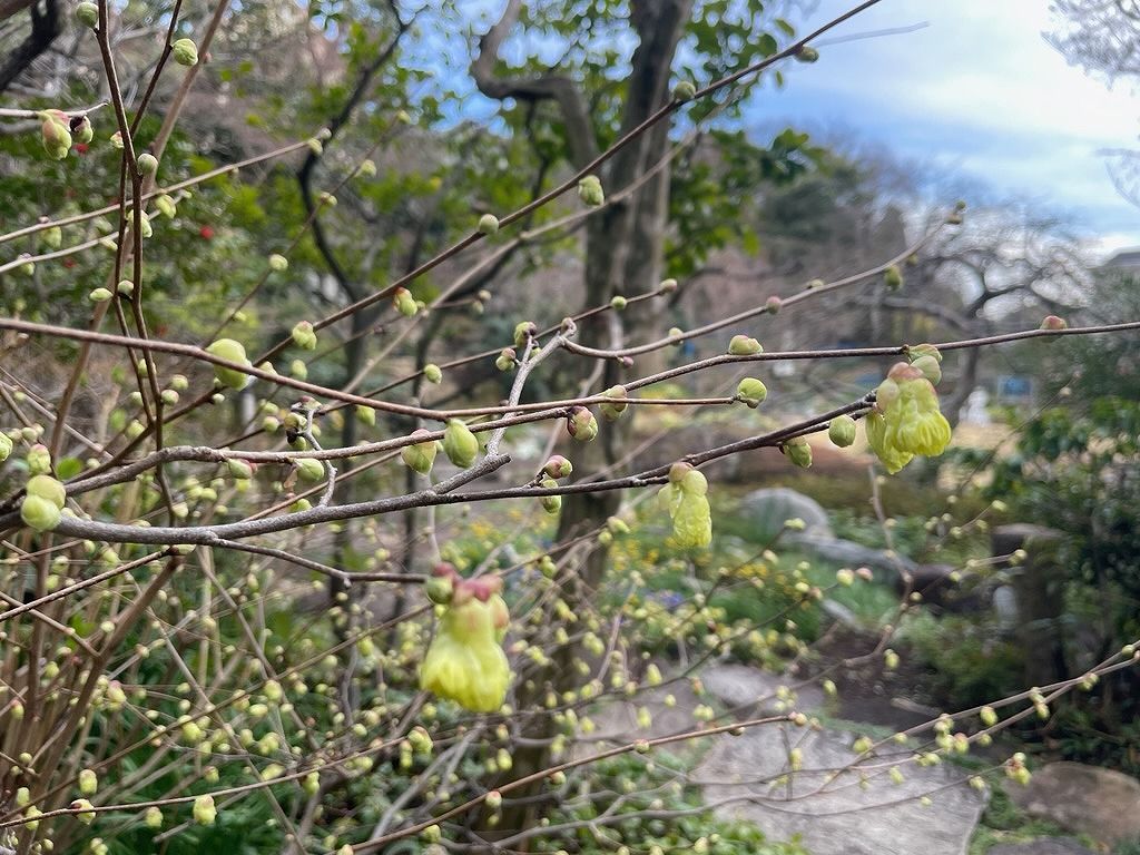 桜咲く