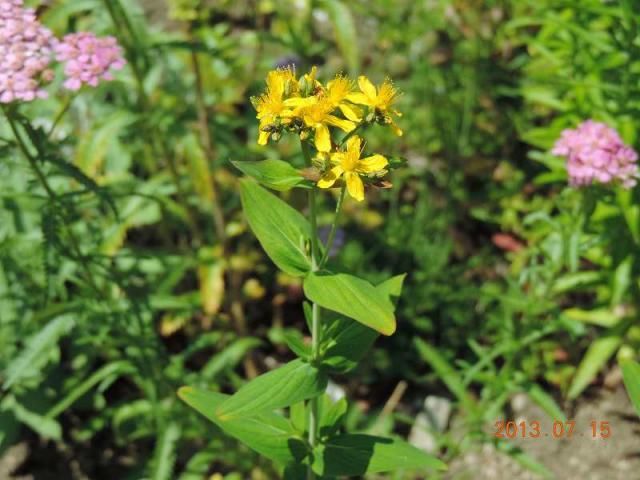 野草の花７１