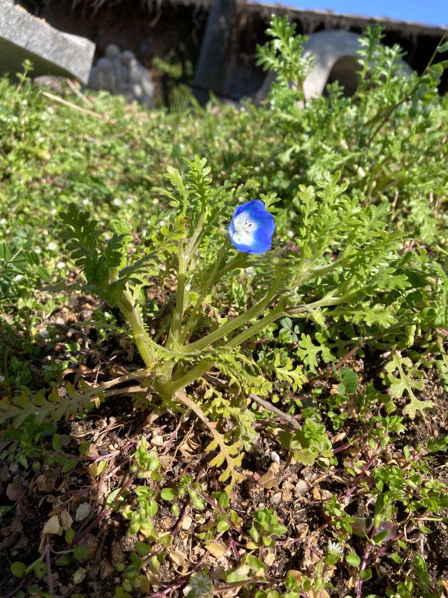 我が家のネモフィラの開花を宣言します