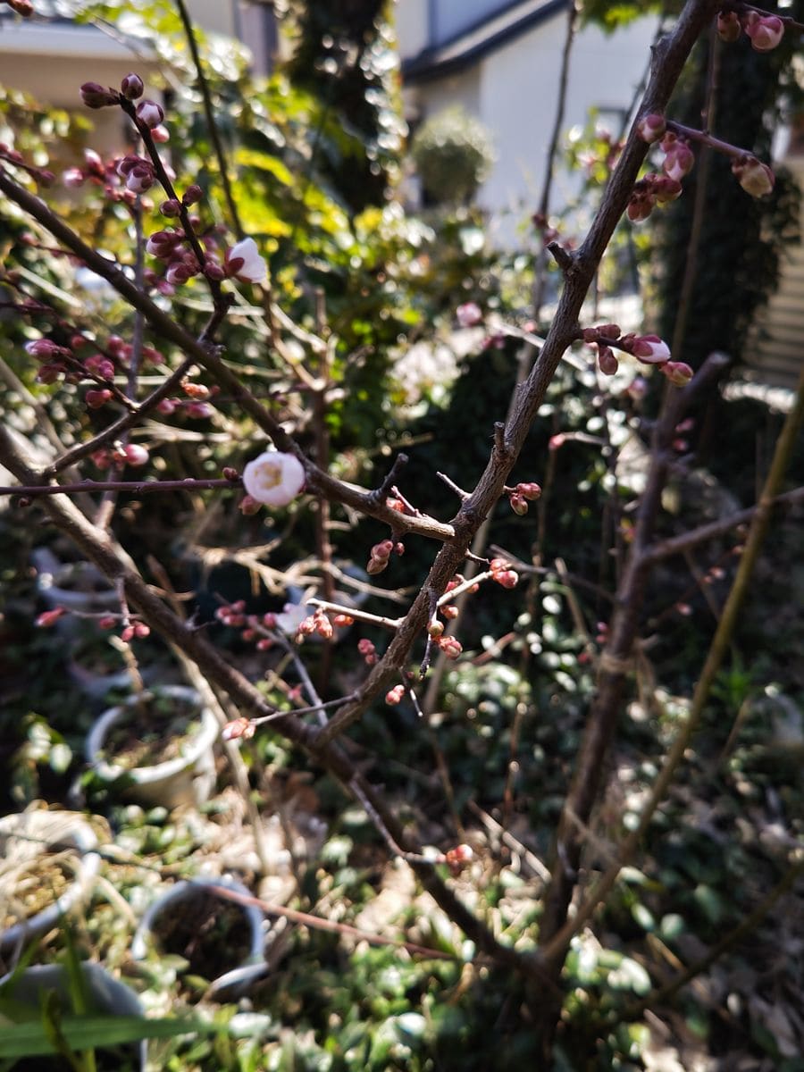 庭木梅にも花が咲き始めました。