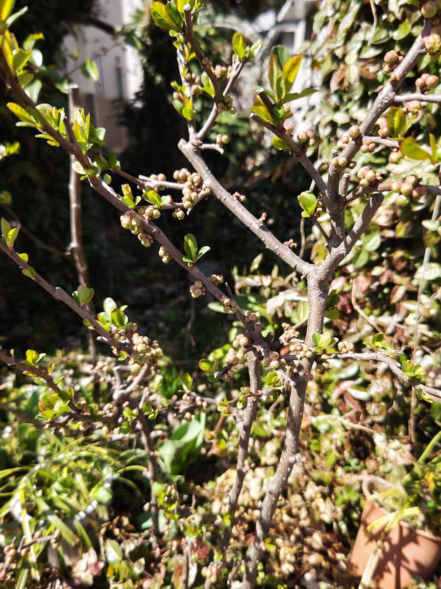 庭木梅にも花が咲き始めました。