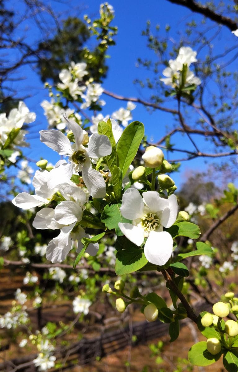 リキュウバイの開花