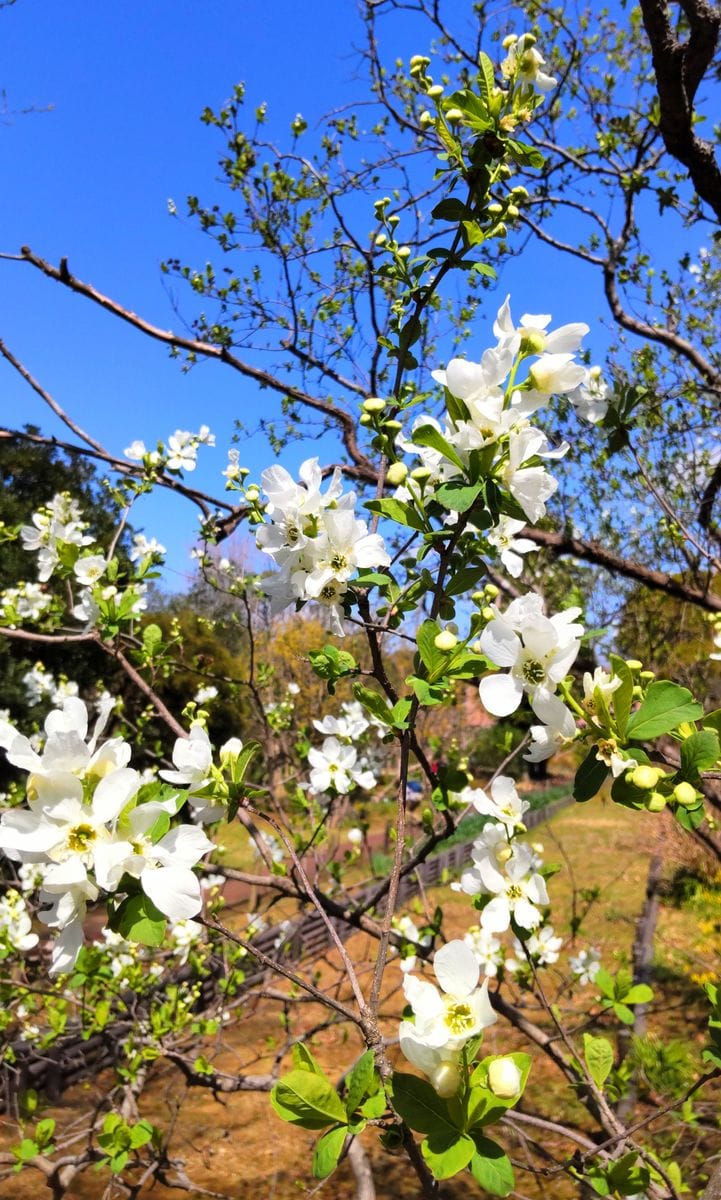 リキュウバイの開花