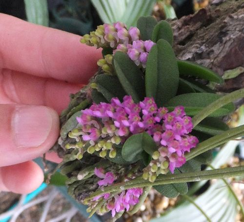 Schoenorchis　fragrans