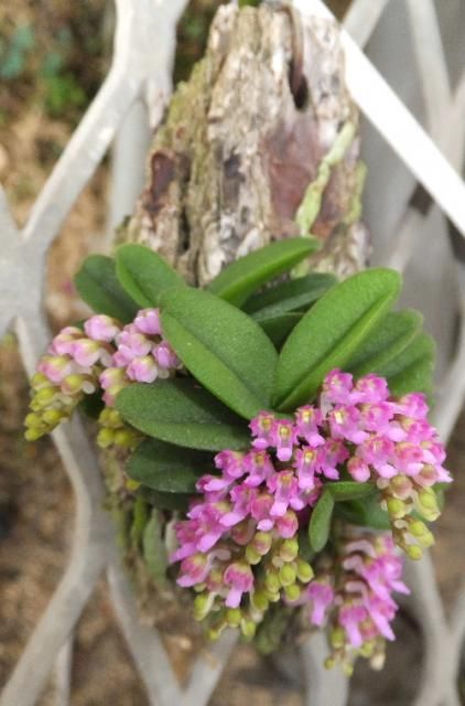 Schoenorchis　fragrans